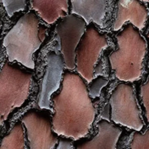 French Maritime Pine Bark French Maritime Pine Bark used as ingredient in Joint Genesis