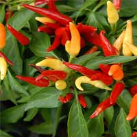 i-capsicum ZenCortex Ingredients - Capsicum Annuum