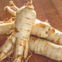 i-ginseng-root ZenCortex Ingredients - Panax Ginseng