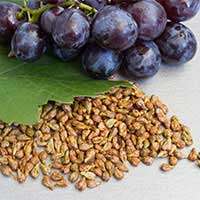 i-grapes ZenCortex Ingredients - grapes