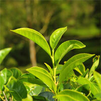 i-greenTea ZenCortex Ingredients - Green Tea