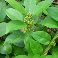 i-gymnema ZenCortex Ingredients - Gymnema Sylvestre