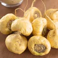 i-maca-root ZenCortex Ingredients - Maca Root
