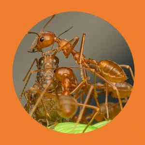 Ant, ants, get rid of ants in yard, ant rid, natural ant deterrent, red ant killer
