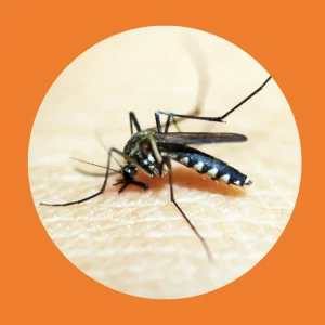 Mosquitoes
