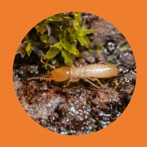 Termites