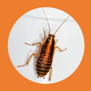 Cockroaches