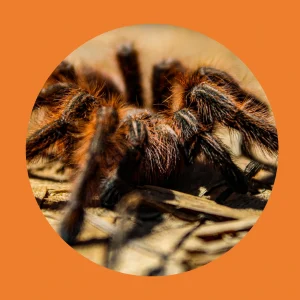 Spiders