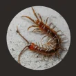 Centipedes, Centipede