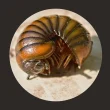 Millipedes, Millipede
