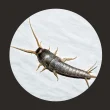 Silverfish, get rid of silverfish, getting rid of silverfish, silverfish control